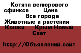 Котята велюрового сфинкса. .. › Цена ­ 15 000 - Все города Животные и растения » Кошки   . Крым,Новый Свет